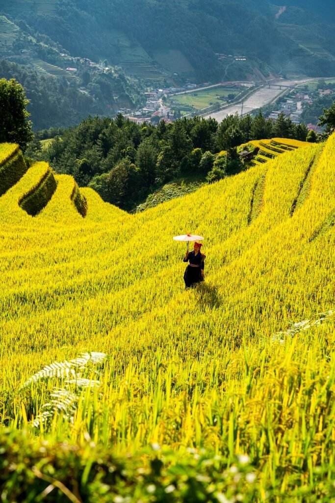 mountains, nature, plateau, step, field, people, rice, countryside, outdoors, agriculture